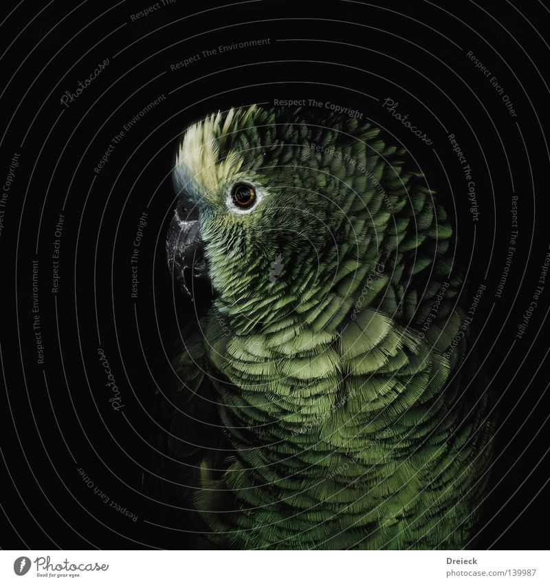 Papagei Papageienvogel Vogel grün schwarz gelb Schnabel Feder Sträucher Wildnis Natur Amazonas fliegen Tier mehrfarbig Farbe dunkel grau tropisch Himmel amazone