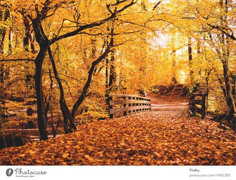 Herbst im Wald Umwelt Natur Landschaft Schönes Wetter Baum Blatt Verkehrswege Wege & Pfade Brücke natürlich Wärme gelb gold orange herbstlich Herbstfärbung