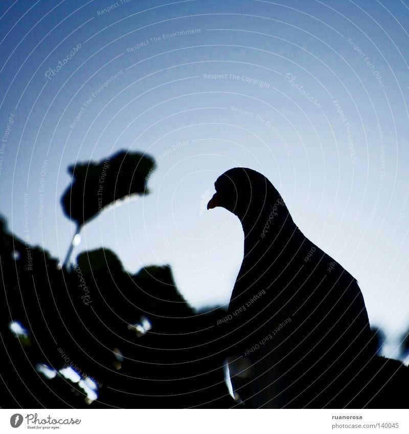 Streptopelia Taube Baum Blatt Licht schwarz dunkel stechen Tier Vogel Park Turteltaube schrägeinfallendes Licht Schatten blau Graffiti Ruanorosa elegant