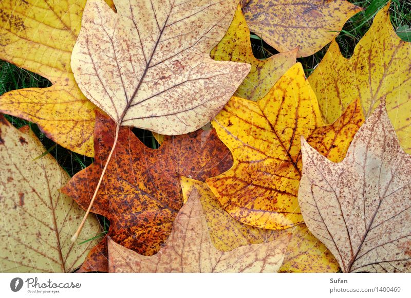 Herbstinfo Umwelt Pflanze Blatt Tulpenbaum Park Bildpunkt fallen dehydrieren trocken unten braun mehrfarbig gelb gold grau violett orange schön ruhig Natur