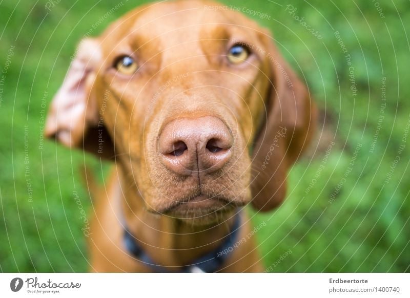 Ohren auf! Tier Haustier Hund 1 beobachten hören schön Neugier braun grün warten Geruch Magyar Vizsla Jagdhund Farbfoto mehrfarbig Außenaufnahme