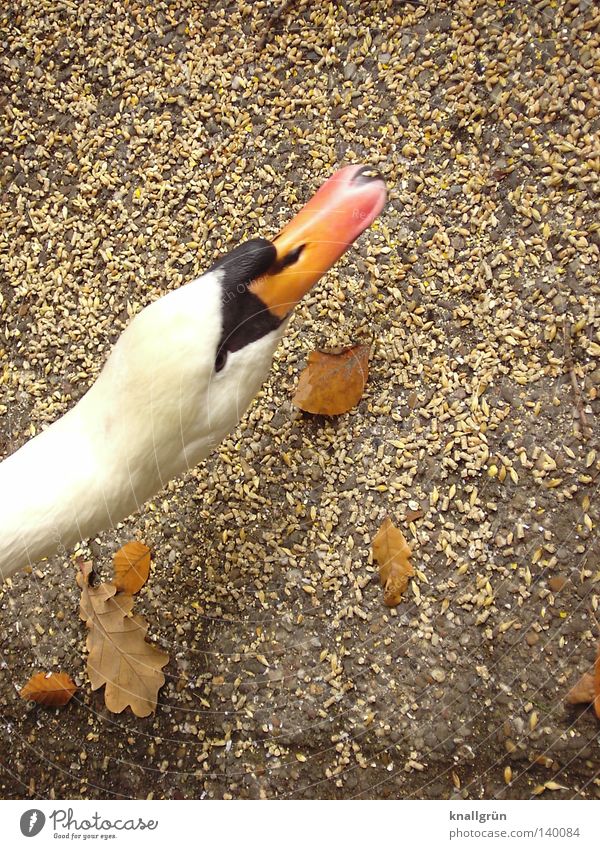 Schwan Futter Korn Herbst weiß schwarz Tier Vogel Federvieh Schwanenhals Bodenbelag Blätter. Braun orange aufwärts
