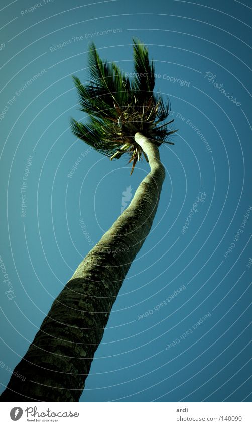 Palmenperspektive Ferien & Urlaub & Reisen Baum Palmenwedel Kokosnuss Baumstamm Froschperspektive Physik heiß Sommer Natur Südamerika Baumkrone Kokospalme