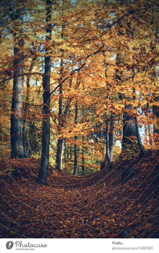 Waldweg Umwelt Natur Landschaft Pflanze Erde Herbst Baum Blatt Wege & Pfade natürlich gelb orange herbstlich Herbstfärbung Herbstwald Herbstlandschaft Fußweg