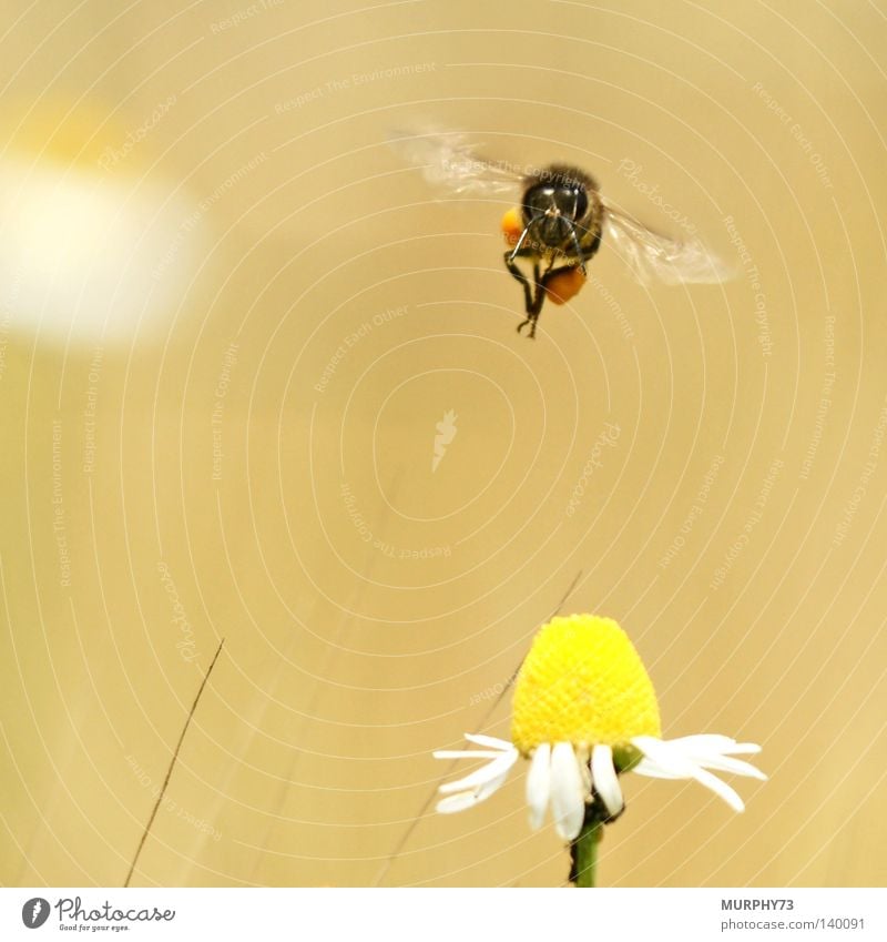 Achtung, ich komme........ bitte stillhalten! Biene Blume Honigbiene Kamille Kamillenblüten Blüte Tragfläche Flügel Staubfäden Pollen Makroaufnahme Tier Insekt