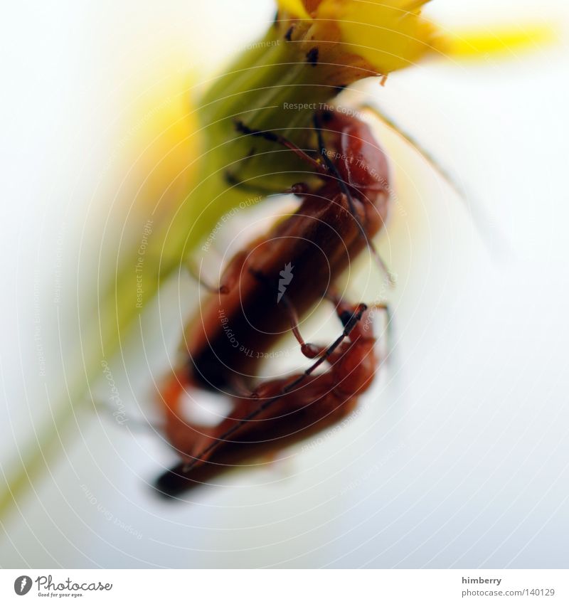 popshop Insekt Tier Fortpflanzung Käfer festhalten Blume Pflanze Stengel Blüte Plage Pflanzenschädlinge Schädlinge rot mehrfarbig Sommer Frühling Kopf