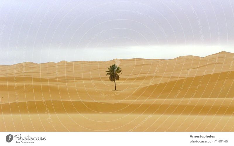 Palm tree in desert Palme Wüste Sandsturm Einsamkeit Libyen Baum Düne Sahara Naturliebe Afrika Sandwüste Naturwunder