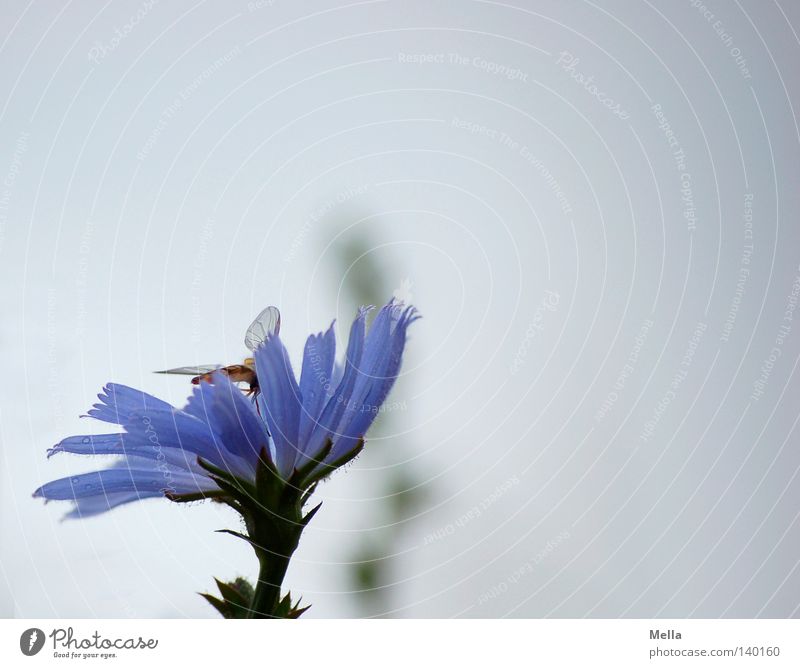 Bläulich Blume Blüte Schwebfliege blau Flügel Insekt Himmel trüb zart hell grau Schlupfwespe bläulich gräulich