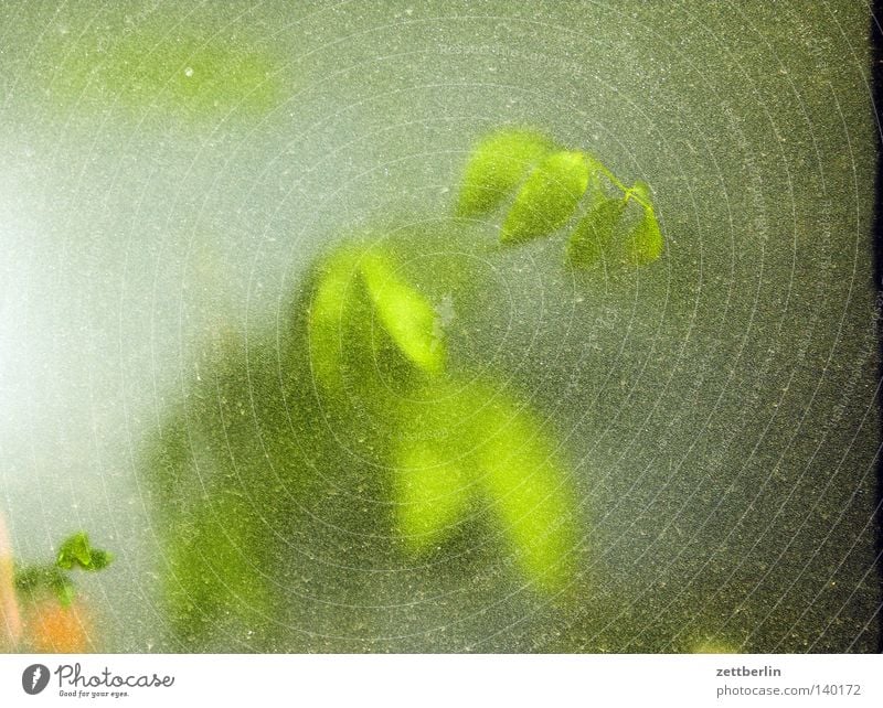 Pflanze Grünpflanze grün Blattgrün Sauerstoff Photosynthese Fenster Fensterscheibe Scheibe Glas Glasscheibe durchsichtig Lichterscheinung Gewächshaus obskur