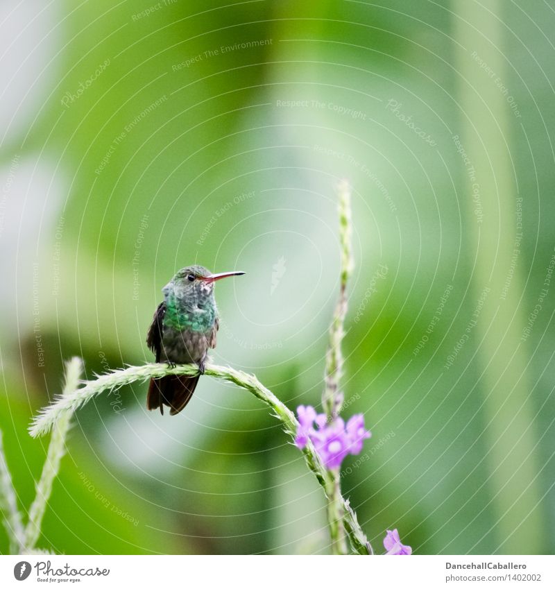 Kolibri Frühling Sommer Pflanze Gras Blüte Tier Vogel Kolibris 1 klein schön grün violett Ornithologie Farbfoto Außenaufnahme Nahaufnahme Textfreiraum rechts
