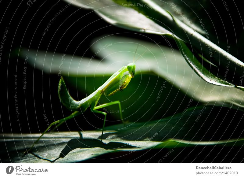 Mantis religiosa Pflanze Blatt Urwald Tier Insekt Gottesanbeterin 1 elegant gruselig listig grün Fühler Farbfoto Außenaufnahme Nahaufnahme Detailaufnahme