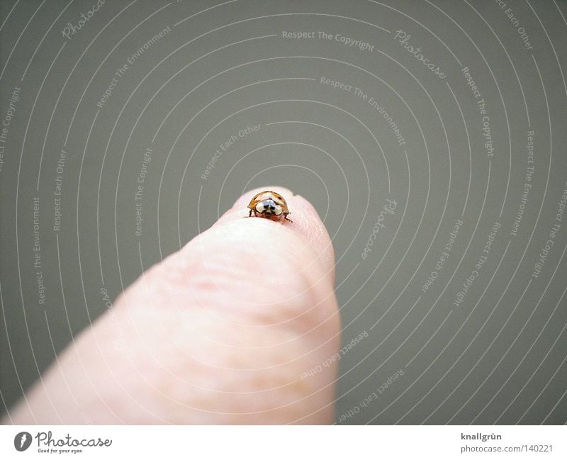 Startbahn Marienkäfer Käfer Insekt Tier fliegen wegfahren Beginn laufen Finger Perspektive rot schwarz grau Fleck Siebenpunkt-Marienkäfer Punkt
