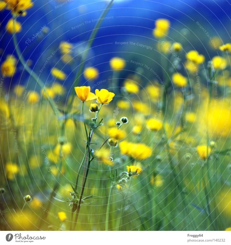 Blümchen Pflanze Blume Wiese blau gelb Stengel Blüte Erde Insekt Blütenknospen Blattknospe Blühend Sommer Himmel Gras
