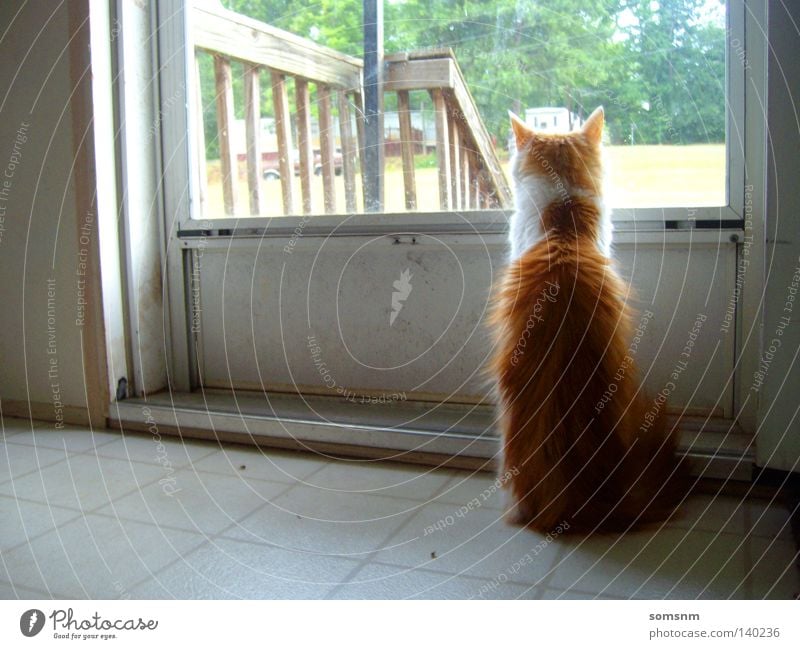 Tagestraum Katze orange grün Gefühle Farbe verträumt Tagtraum Physik