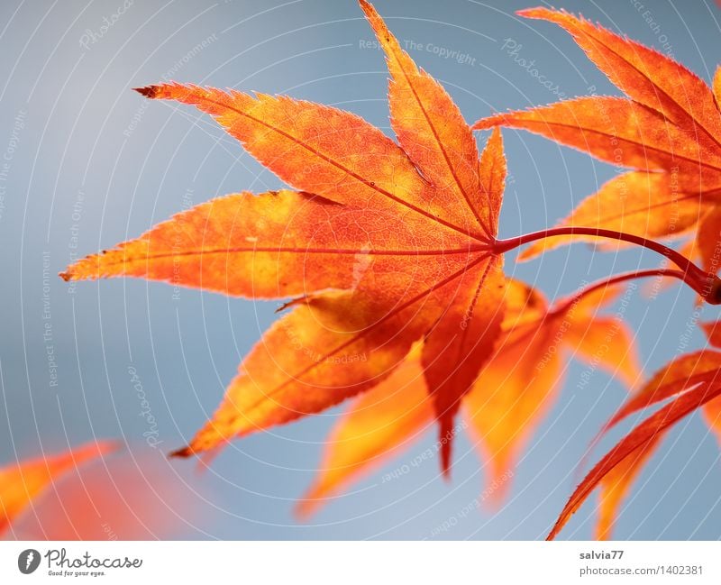 Blätterleuchten Umwelt Natur Tier Himmel Wolkenloser Himmel Herbst Schönes Wetter Pflanze Blatt Blattadern Herbstfärbung Ahornblatt Park ästhetisch exotisch