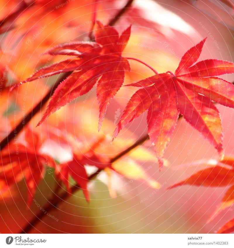 Herbst in Rot Sinnesorgane Natur Tier Pflanze Sträucher Blatt Herbstfärbung Ahornzweig Ahornblatt Park ästhetisch exotisch Wärme orange rot ruhig Hoffnung