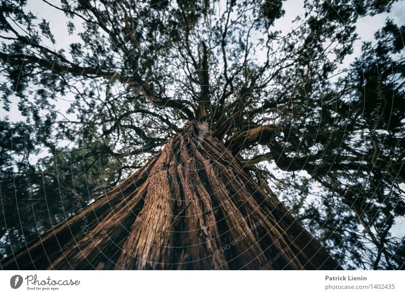 Sequoia Tourismus Ausflug Abenteuer Camping Umwelt Natur Landschaft Pflanze Urelemente Erde Sommer Klimawandel Wetter Schönes Wetter Dürre Baum Wald