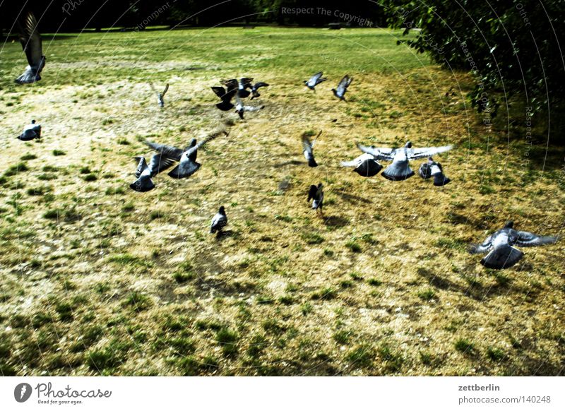 Tauben Menschengruppe Herde Vogelschwarm fliegen Abheben Beginn Flucht Park Gras Wiese Garten Sommer