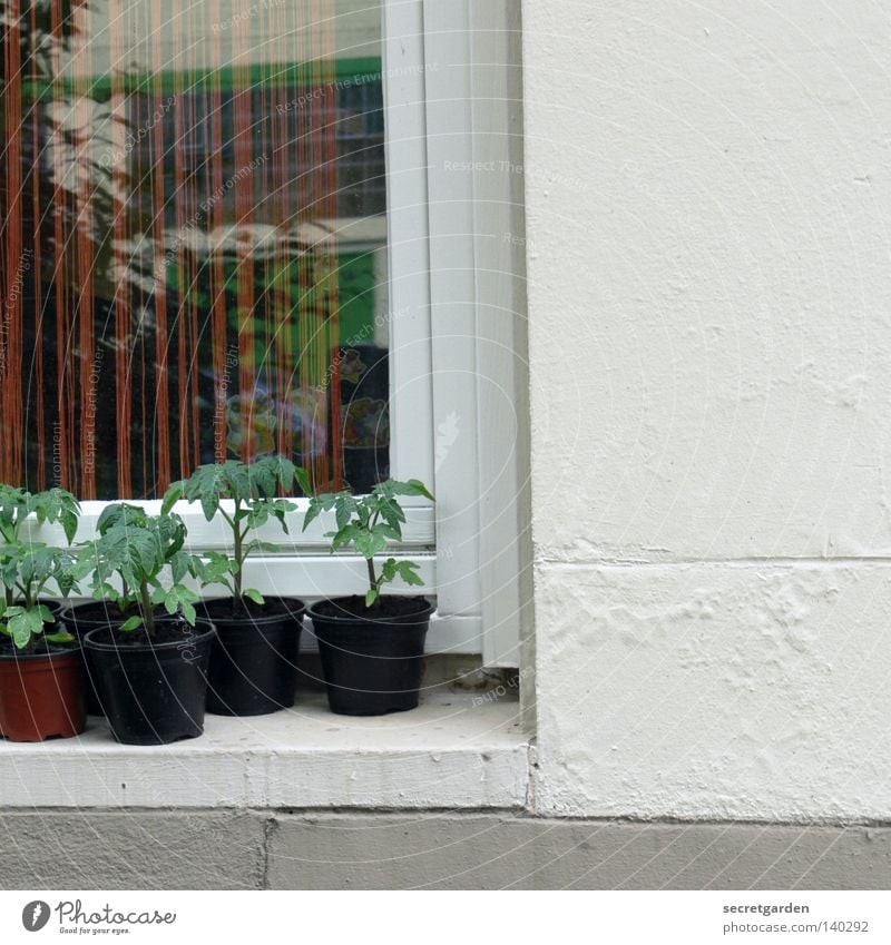 hanfplantage? Hanf grün Fenster Geländer Hälfte Wachstum züchten Fensterbrett Topf Dekoration & Verzierung Vorhang Reflexion & Spiegelung weiß schwarz 5