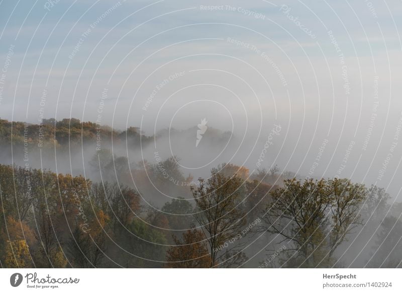 Oktobermorgen Natur Landschaft Herbst Nebel Baum Wald Wien Wienerwald Stadtrand ästhetisch natürlich schön Wiener Wald Nebelschleier Nebelwald Nebelstimmung