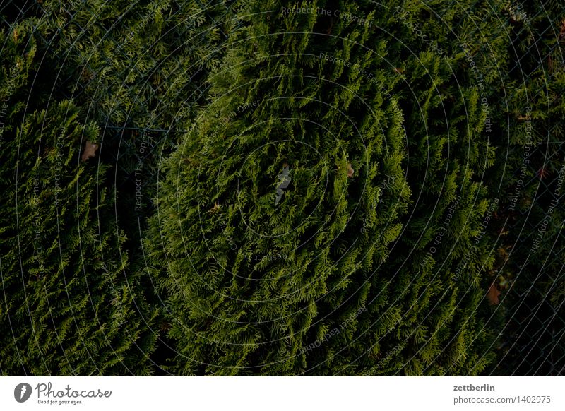 Thuja again Lebensbaum Zypresse Pinales Hecke Garten Schrebergarten Kleingartenkolonie Nachbar Sichtschutz Perspektive Blick grün dunkel Strukturen & Formen