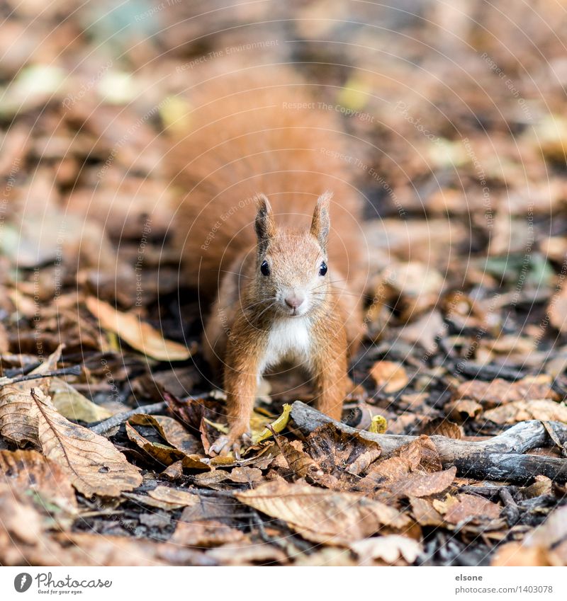 Mach´s dem lust´gen Eichhörnchen nach ... Natur Herbst Schönes Wetter Park Wald Tier Wildtier Fell 1 rennen füttern toben frech Freundlichkeit schön lustig