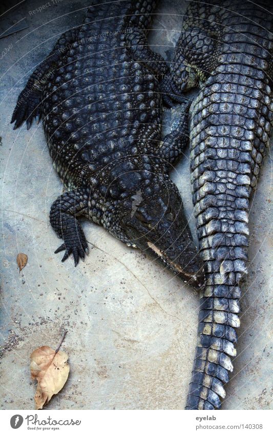 Schmusende Handtaschen Krokodil Reptil Leder Stiefel Schuhe Zoo gefährlich Tier Tierhandlung füttern Kuscheln heizen faulenzen beobachten schlafen ruhen
