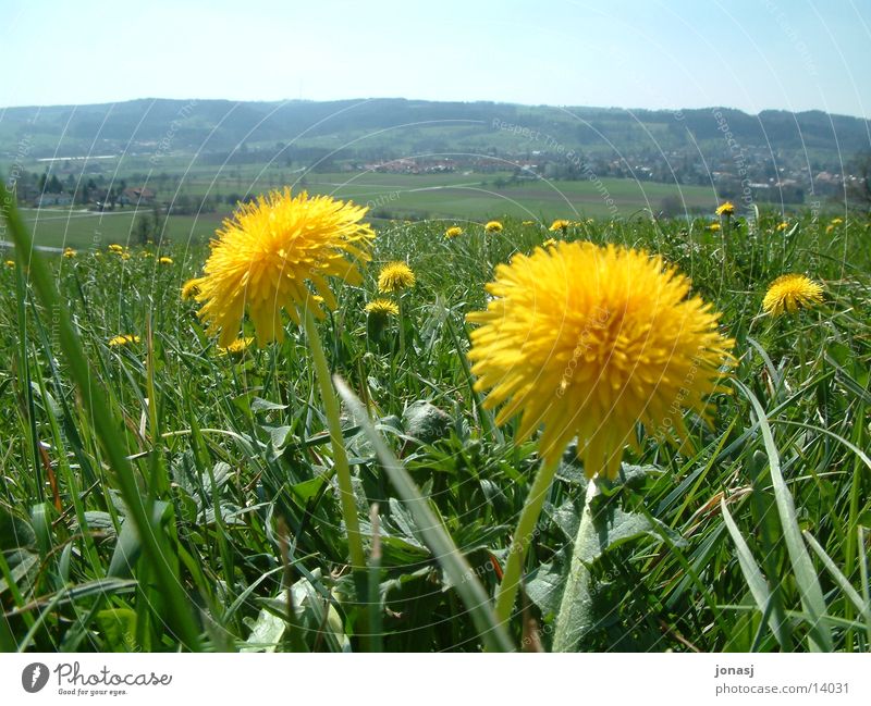 Weitsicht? Löwenzahn Blüte gelb Dorf Wiese grün Horizont Sommer Frühling Wilhelmsdorf Aussicht Himmel Berge u. Gebirge