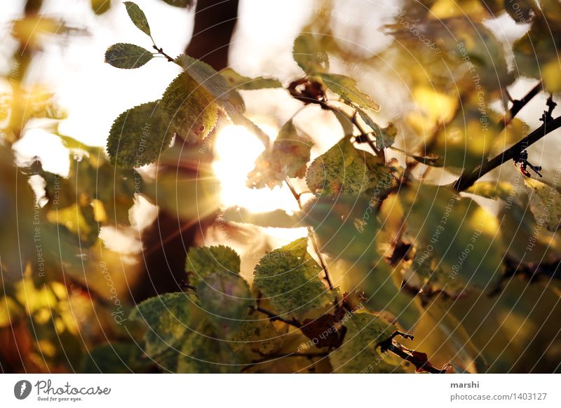 die letzten Sonnenstrahlen Natur Landschaft Pflanze Herbst Schönes Wetter Baum Blatt Stimmung herbstlich Farbfoto Außenaufnahme Detailaufnahme Tag Dämmerung