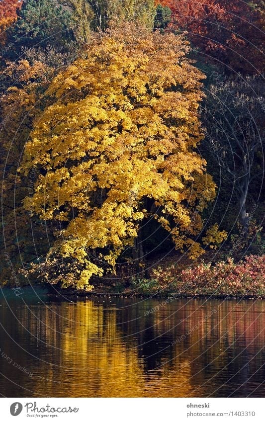 Ruhrpott-Herbst Landschaft Schönes Wetter Baum Blatt Park Seeufer natürlich gelb gold Vertrauen Warmherzigkeit Mitgefühl trösten ruhig Idylle Zeit Farbfoto