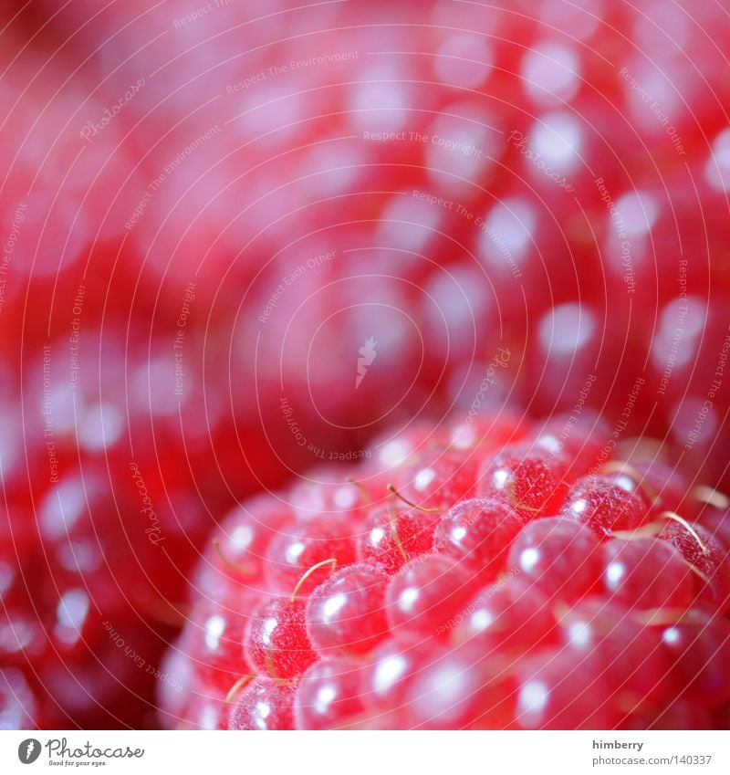 himberry Frucht Gesundheit lecker süß Himbeeren Ernährung Lebensmittel Dessert Makroaufnahme Vitamin frisch rot rosa Geschmackssinn Ernte Zucker Licht Stil