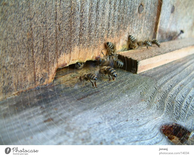Bienen am Werk fleißig Honig Holz Verkehr Hütte Bienenvolk Drohnen Schwarm
