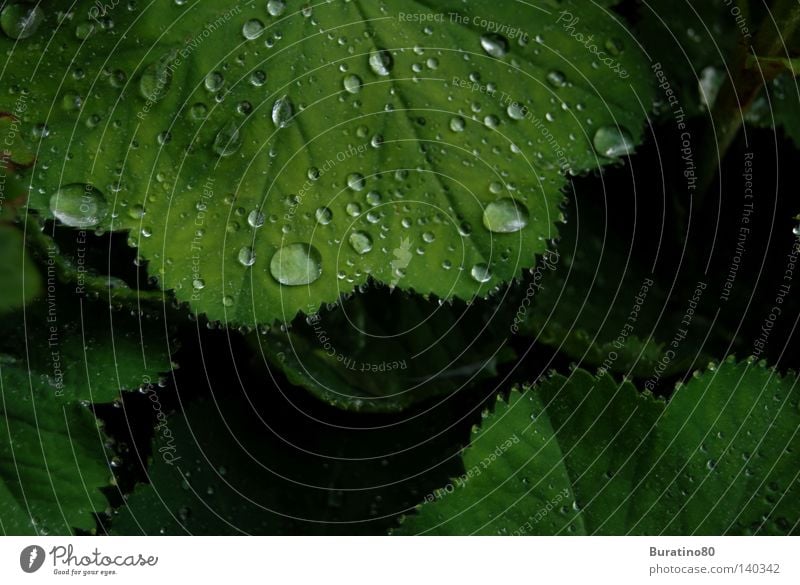 Perlen der Natur! grün Sommer Regen Blatt Wassertropfen Tropfen frisch kalt nass feucht Makroaufnahme Nahaufnahme