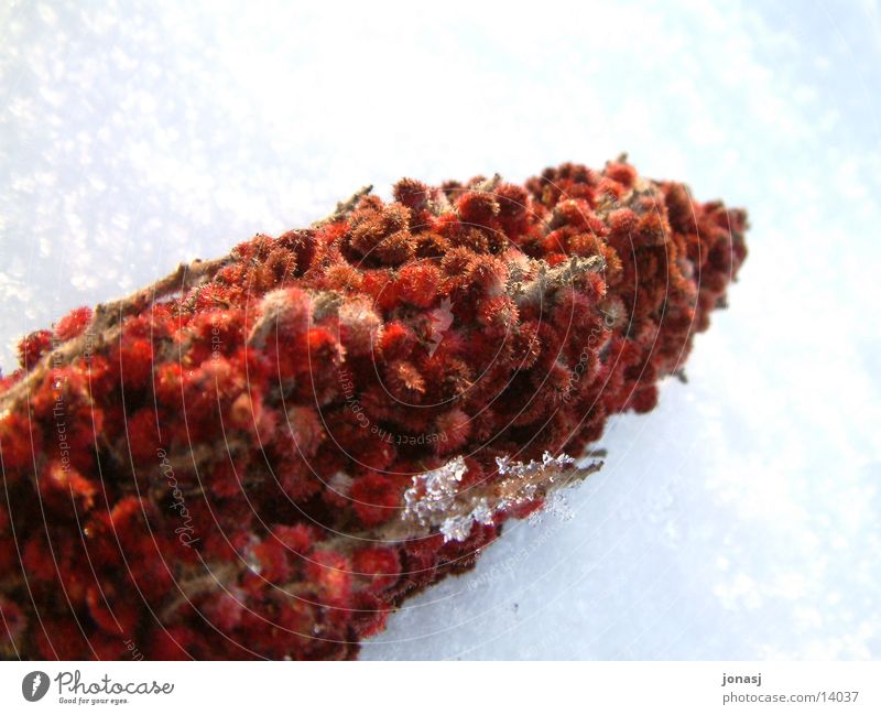 Frucht mit Fell? rot weiß Schnee Eis farbreich pelzig