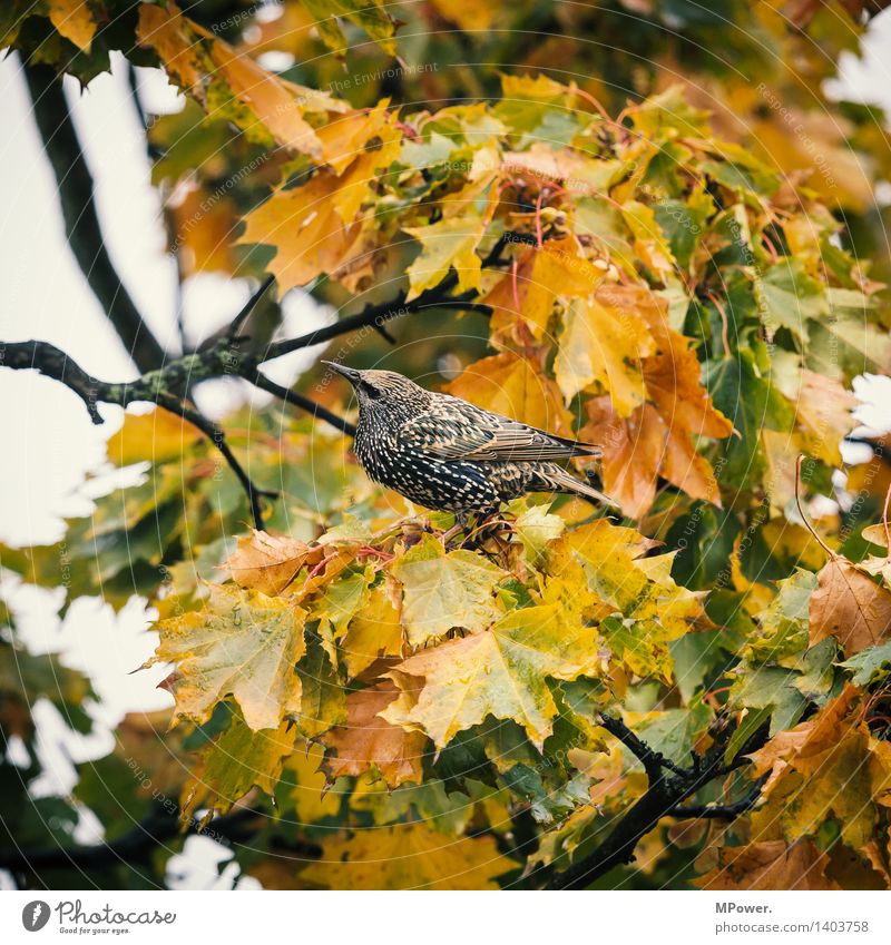 piepmatz Umwelt Natur Abenteuer Vogel Herbst Blatt gold fliegen Tier Baum Ast sitzen Gezwitscher Feder Ahorn Blick gefiedert Farbfoto Nahaufnahme Tag