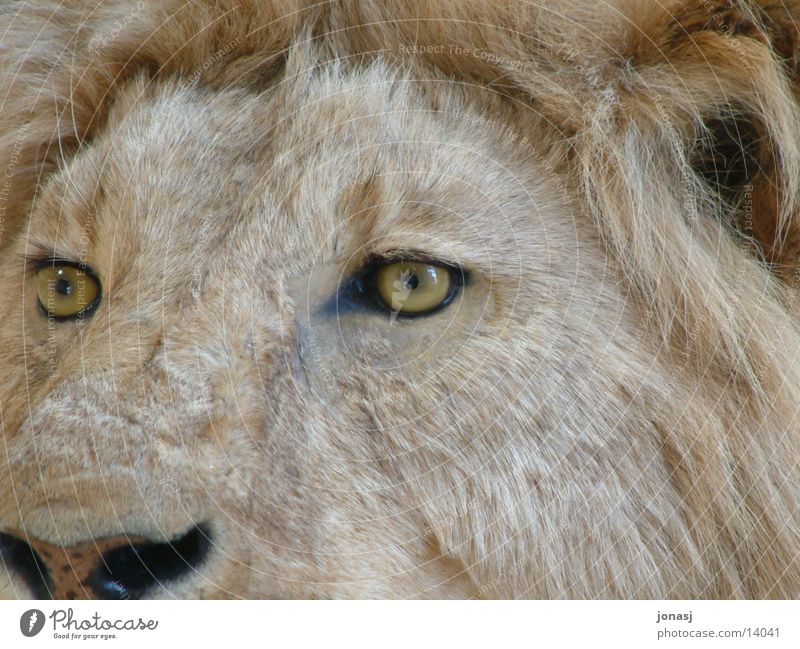 Schau mir in die Augen Löwe Mähne Fell Tier Ausgestopft Wildtier