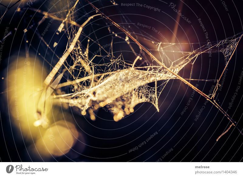 ich spinne ... Stil Design Natur Wassertropfen Herbst Schönes Wetter Sträucher Wald Spinnennetz Netz gesponnen spinnen Boden Lichteinfall Lichtspiel Lichtpunkt