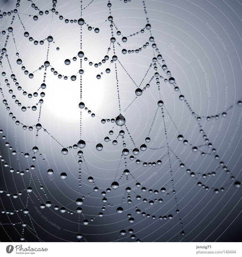 Geduld. Spinne Spinnennetz Wassertropfen Regen Tau Morgen nass feucht gefangen festhalten Sonne Nebel Dunst Herbst Makroaufnahme Nahaufnahme Netz am Morgen
