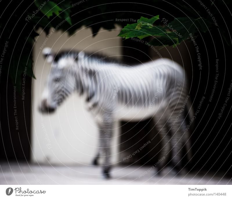 To blur a zebra Zebra Zoo Tier Streifen gestreift Säugetier Unschärfe