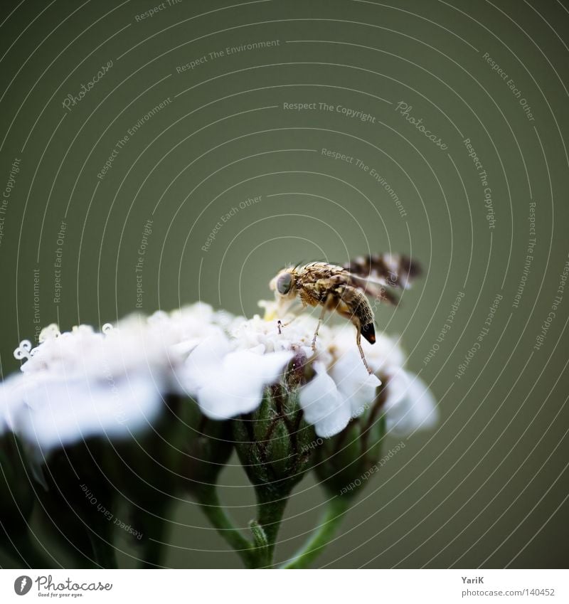 kornfliege nah grün braun Fühler Beine dünn Facettenauge Pollen Format Quadrat weiß glühen Insekt klein Millimeter winzig Makroaufnahme Blume Blüte Nahaufnahme