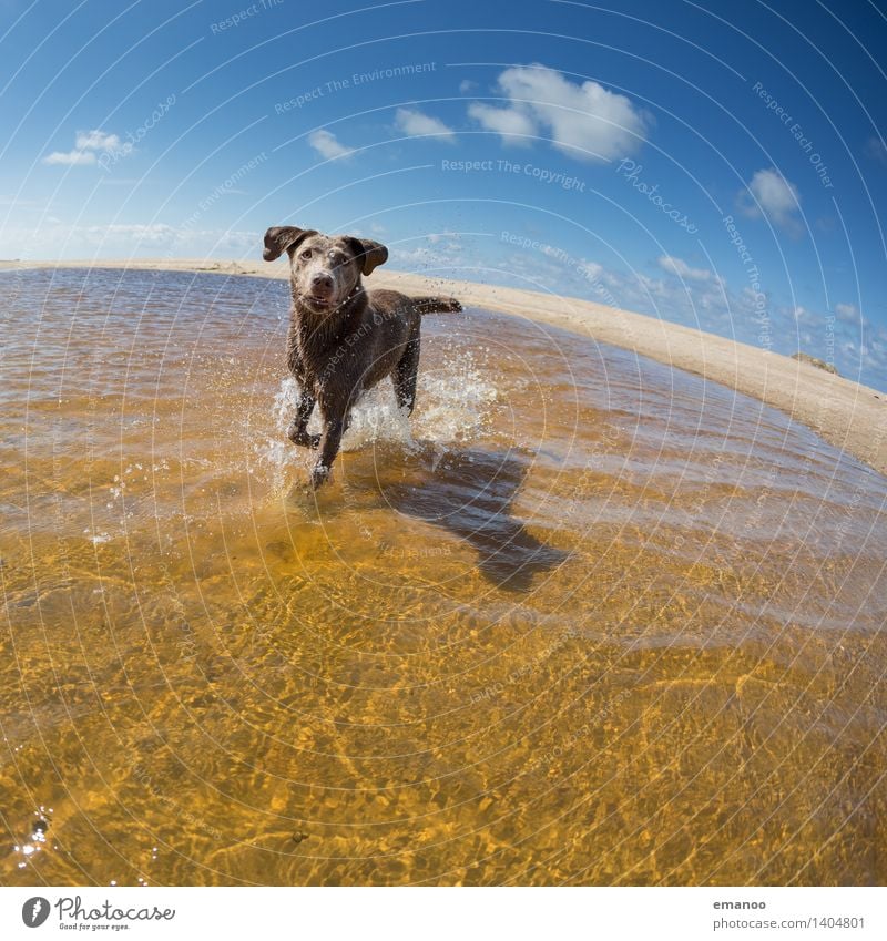 Wasserratte Freude Ferien & Urlaub & Reisen Freiheit Sommer Sommerurlaub Sonne Strand Meer Himmel Horizont Wellen Küste Tier Haustier Hund 1 laufen rennen nass