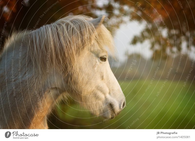 Herbststimmung Pferd Erholung träumen Glück Zufriedenheit Lebensfreude Island Ponys Isländer Lichtstrahl mehrfarbig Blätterdach Schimmel Blick Ferne ruhig