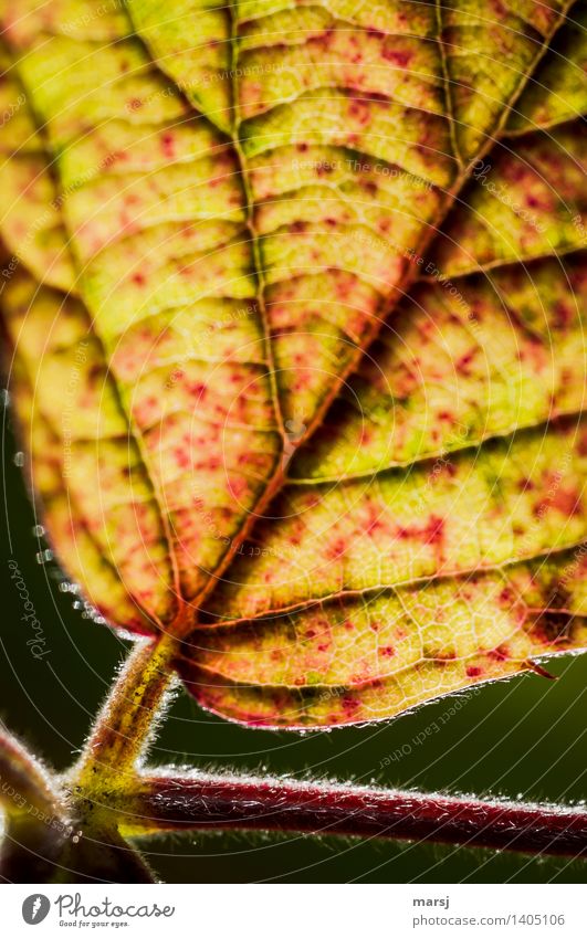 Herbstliche Verzweigung Pflanze Blatt Brombeerblätter Blattrippen Blattadern leuchten Ende herbstlich Härchen Farbfoto mehrfarbig Außenaufnahme Muster
