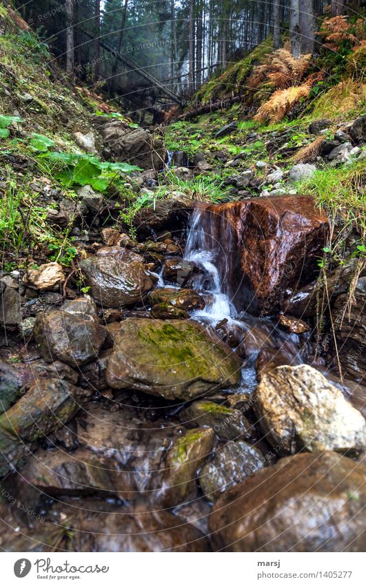 Erfrischend Herbst Wald Bach Wasserfall Wildbach Erfolg Erfrischung Naturliebe Farbfoto Gedeckte Farben Außenaufnahme Menschenleer Textfreiraum oben Morgen Tag