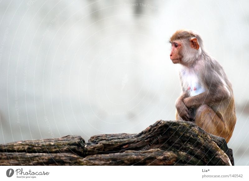 Affe blickt in die Ferne Denken frieren sitzen Traurigkeit warten kalt klein trist grau Langeweile Trauer Einsamkeit Affen Äffchen verwundbar schutzlos