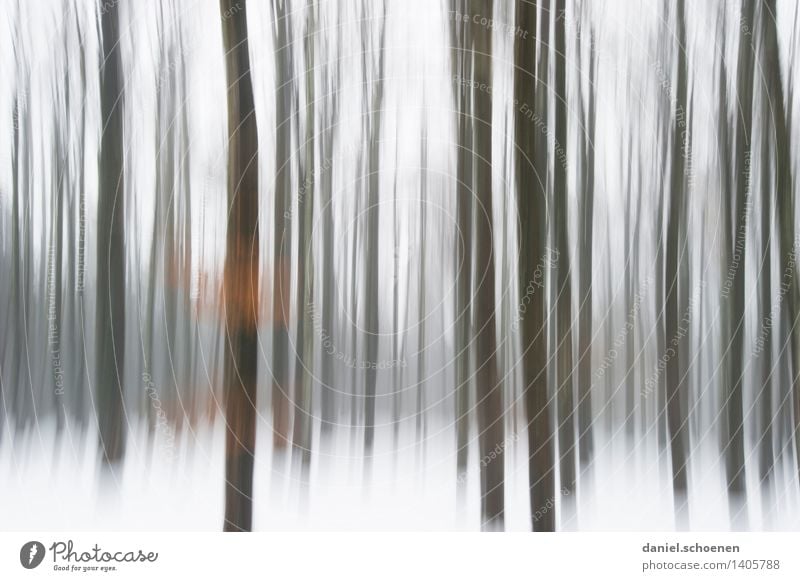 Winter, verwackelt Wintersport wandern Natur Eis Frost Baum Wald ästhetisch fantastisch braun schwarz weiß Bewegung bizarr Einsamkeit Wege & Pfade