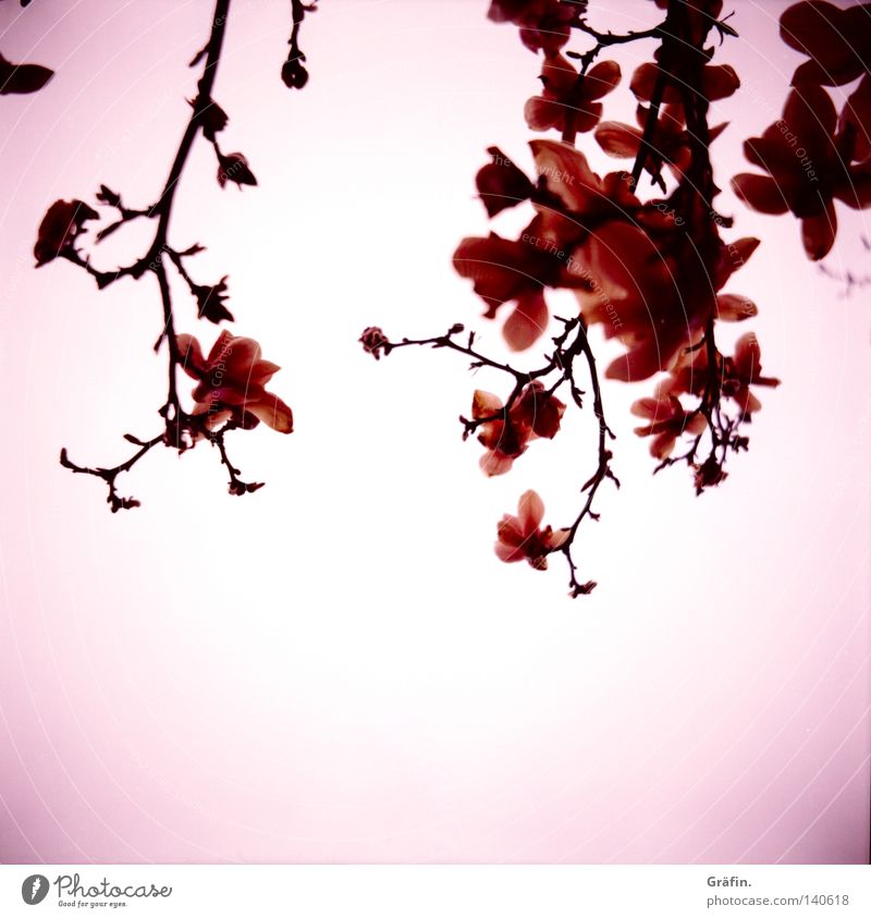 Magnolien Magnoliengewächse Blume Blüte Frühling Baum Tulpe weiß rosa violett schön Japan Lomografie Mittelformat Rollfilm Blühend Duft Zweig Ast vignette