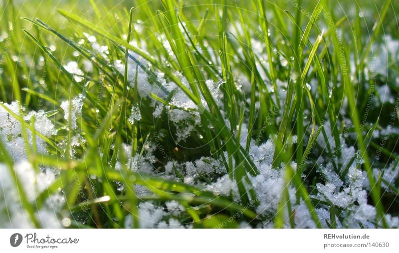 etwas winter Frühling grün Gras Wiese Halm Schneeflocke weiß feucht nass kalt Winter Freundlichkeit Makroaufnahme Nahaufnahme Rasen hell Übergang