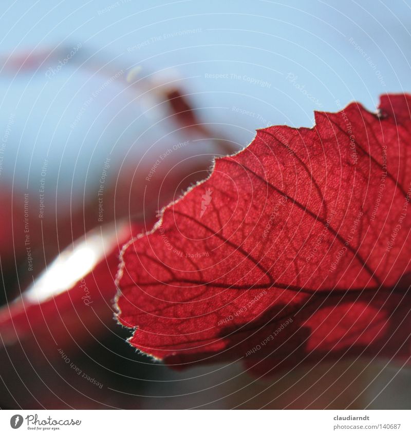 Errötet Blatt rot Blattadern Pflanze Herbst Blattfaser Makroaufnahme Detailaufnahme mehrfarbig Flavonoid Gefäße. Biologie Blattfärbung herbstlich Farbe