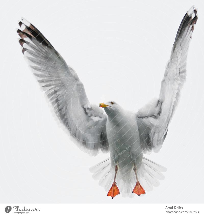 Möwe Norwegen Feder Fjord fliegen hell Himmel kalt Meer Polarmeer Möwenvögel weiß Vogel wasservogel